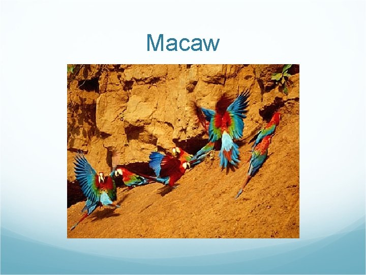 Macaw 