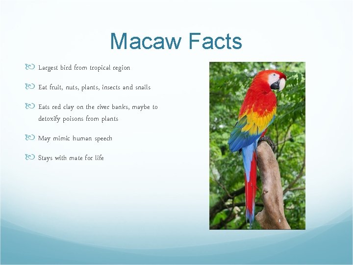 Macaw Facts Largest bird from tropical region Eat fruit, nuts, plants, insects and snails