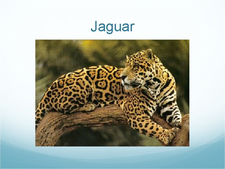 Jaguar 