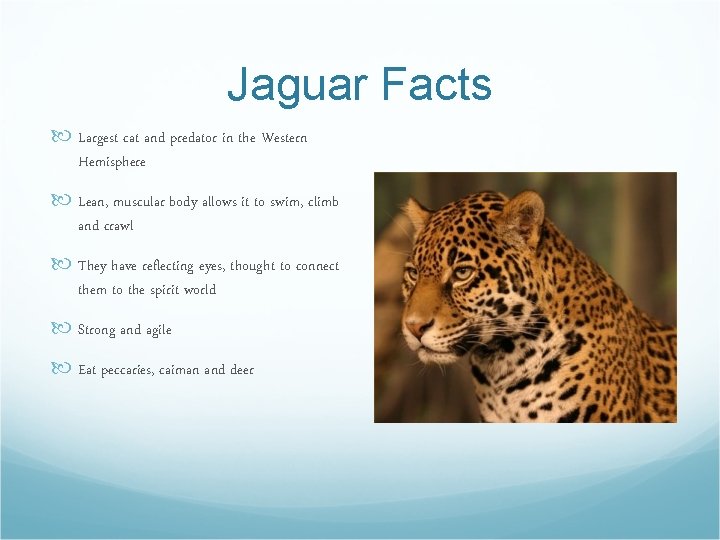 Jaguar Facts Largest cat and predator in the Western Hemisphere Lean, muscular body allows
