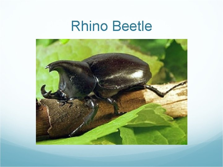 Rhino Beetle 