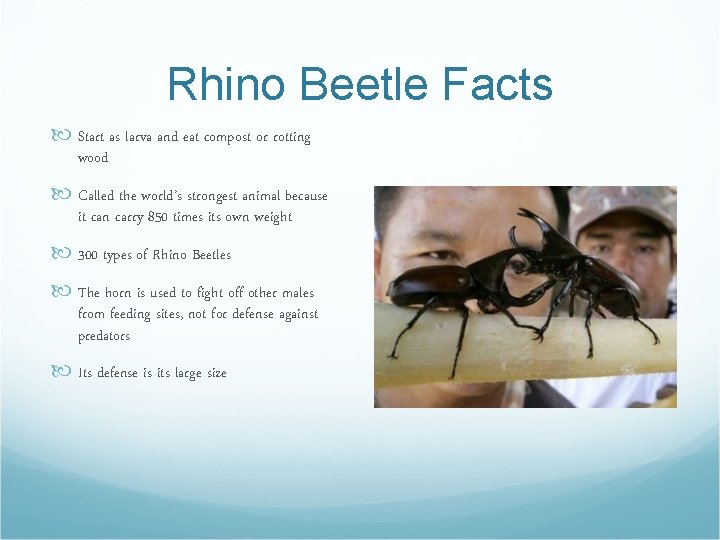 Rhino Beetle Facts Start as larva and eat compost or rotting wood Called the