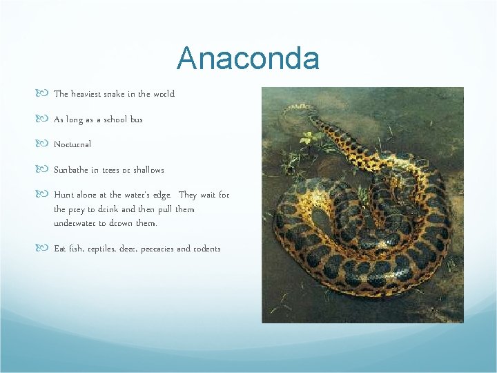 Anaconda The heaviest snake in the world As long as a school bus Nocturnal