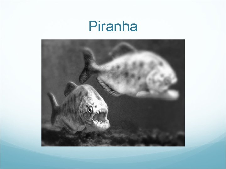 Piranha 