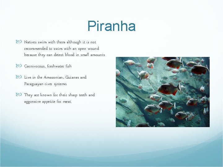 Piranha Natives swim with them although it is not recommended to swim with an