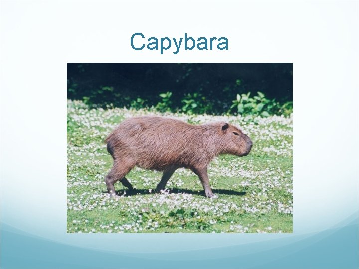 Capybara 