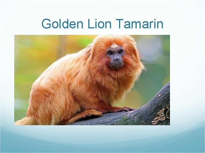 Golden Lion Tamarin 