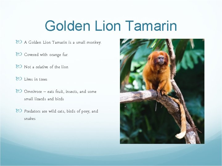 Golden Lion Tamarin A Golden Lion Tamarin is a small monkey. Covered with orange