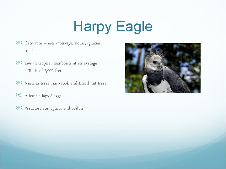 Harpy Eagle Carnivore – eats monkeys, sloths, iguanas, snakes Live in tropical rainforests at