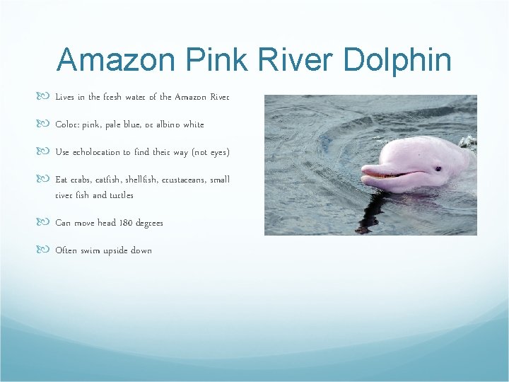 Amazon Pink River Dolphin Lives in the fresh water of the Amazon River Color: