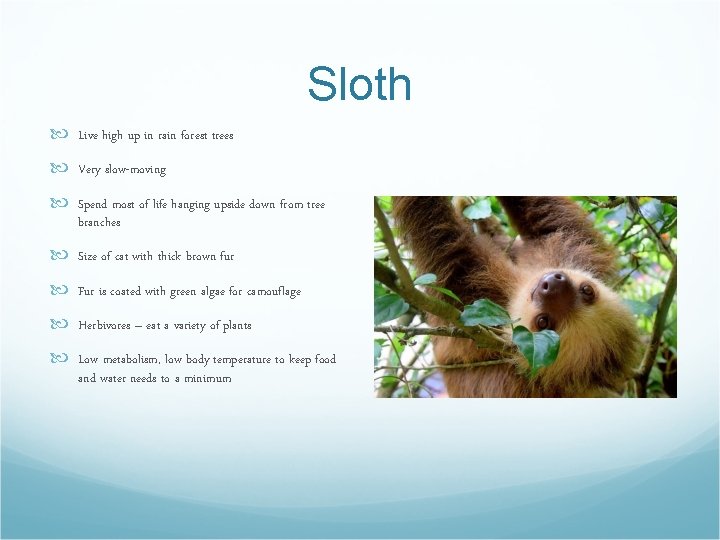 Sloth Live high up in rain forest trees Very slow-moving Spend most of life