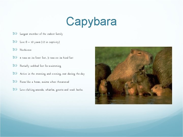 Capybara Largest member of the rodent family Live 8 – 10 years (12 in