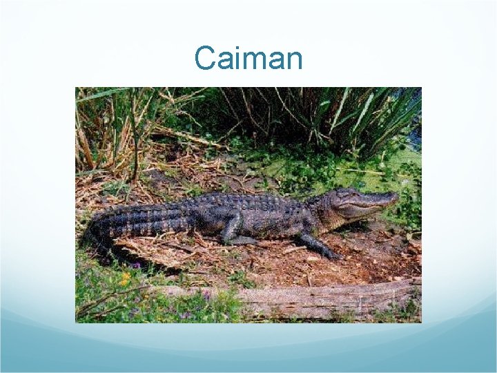 Caiman 