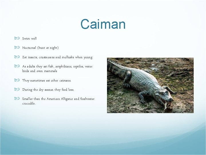 Caiman Swim well Nocturnal (hunt at night) Eat insects, crustaceans and mollusks when young
