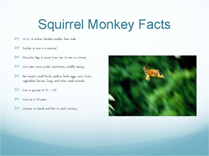 Squirrel Monkey Facts 10 to 14 inches, females smaller than male Similar in size