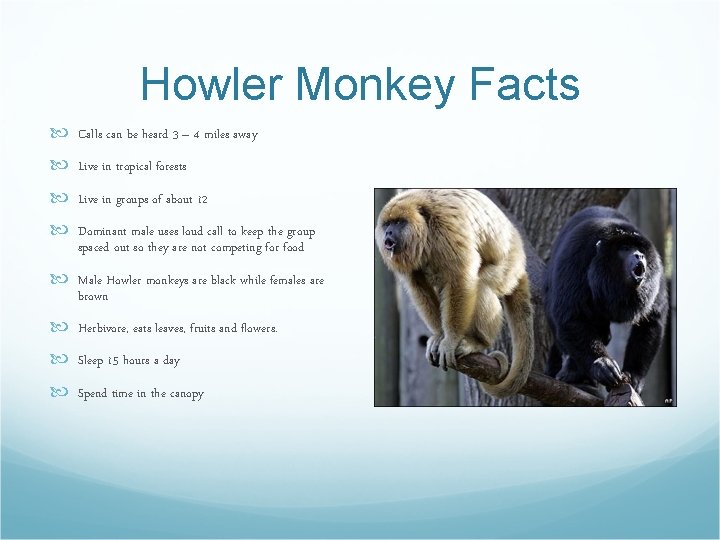 Howler Monkey Facts Calls can be heard 3 – 4 miles away Live in