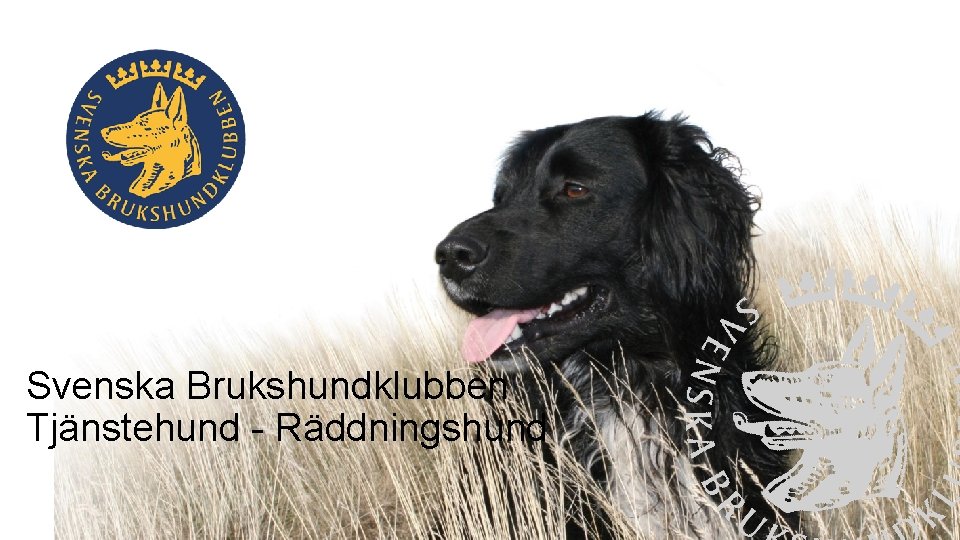 Svenska Brukshundklubben Tjänstehund - Räddningshund 