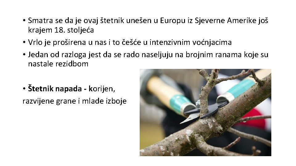  • Smatra se da je ovaj štetnik unešen u Europu iz Sjeverne Amerike