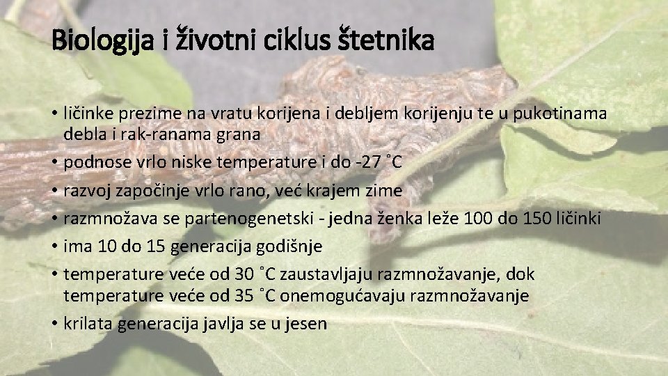 Biologija i životni ciklus štetnika • ličinke prezime na vratu korijena i debljem korijenju