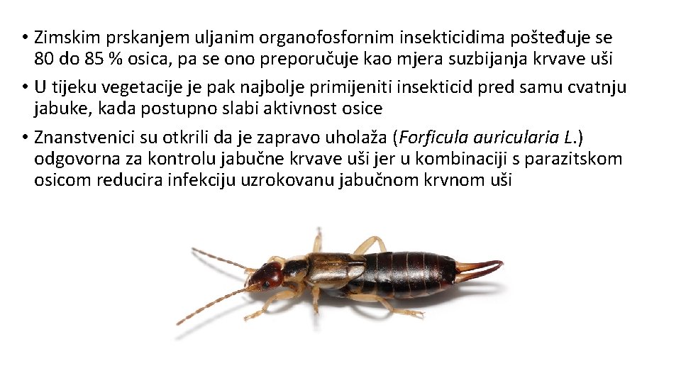  • Zimskim prskanjem uljanim organofosfornim insekticidima pošteđuje se 80 do 85 % osica,