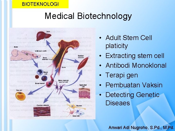 BIOTEKNOLOGI Medical Biotechnology • Adult Stem Cell platicity • Extracting stem cell • Antibodi