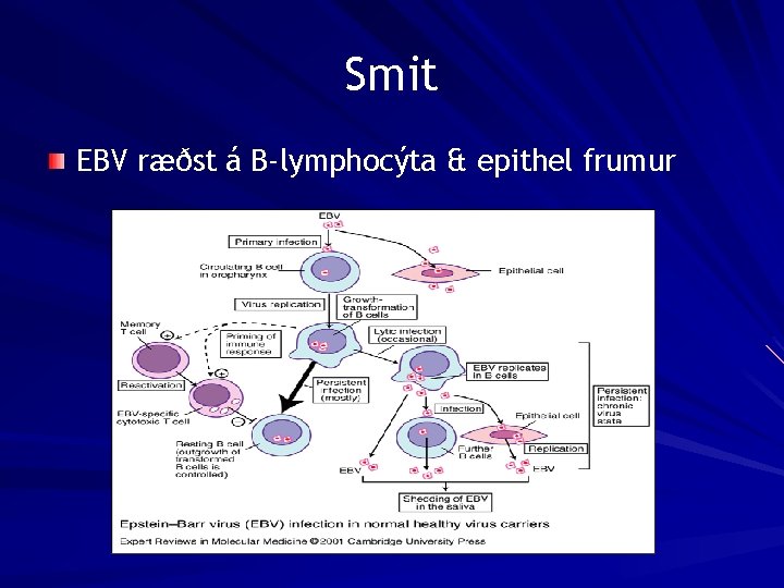 Smit EBV ræðst á B-lymphocýta & epithel frumur 