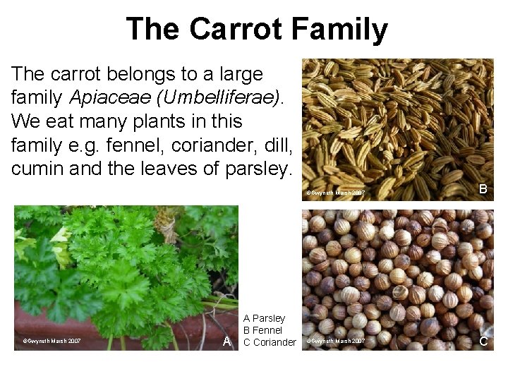 The Carrot Family The carrot belongs to a large family Apiaceae (Umbelliferae). We eat