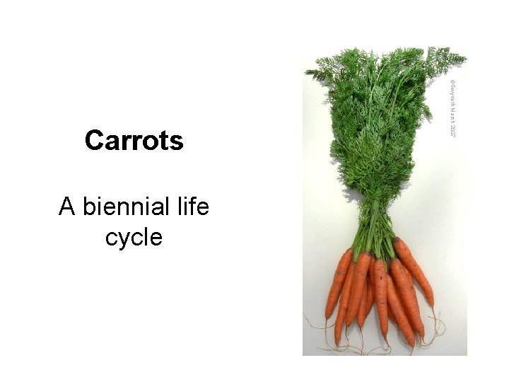 A biennial life cycle ©Gwyneth Marsh 2007 Carrots 