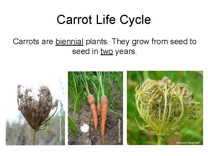 Carrot Life Cycle Carrots are biennial plants. They grow from seed to seed in