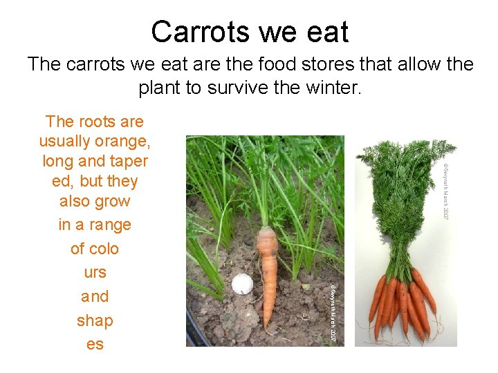 Carrots we eat The carrots we eat are the food stores that allow the