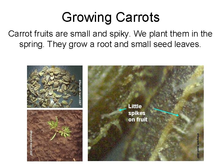 Growing Carrots Carrot fruits are small and spiky. We plant them in the spring.