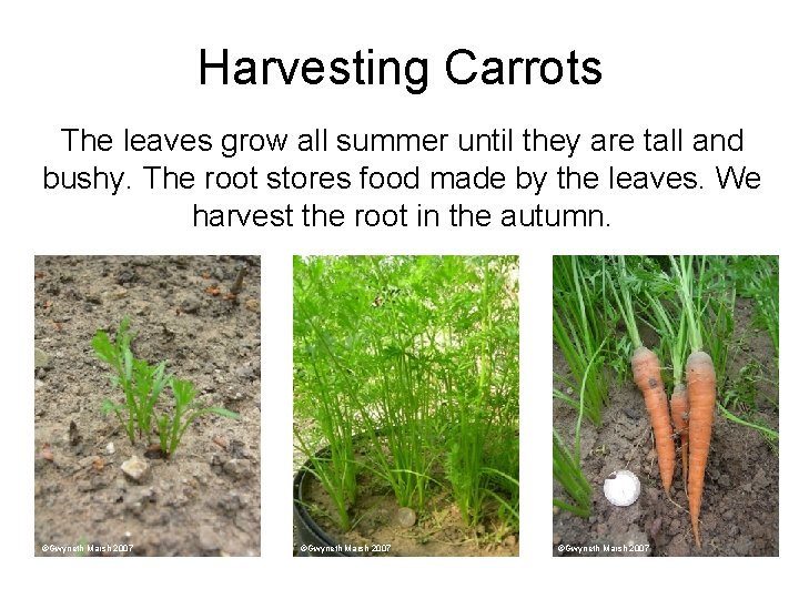 Harvesting Carrots The leaves grow all summer until they are tall and bushy. The