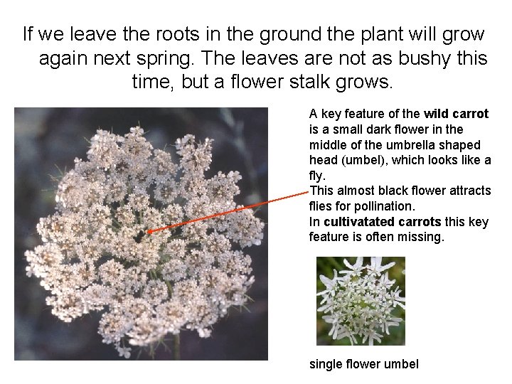 If we leave the roots in the ground the plant will grow again next