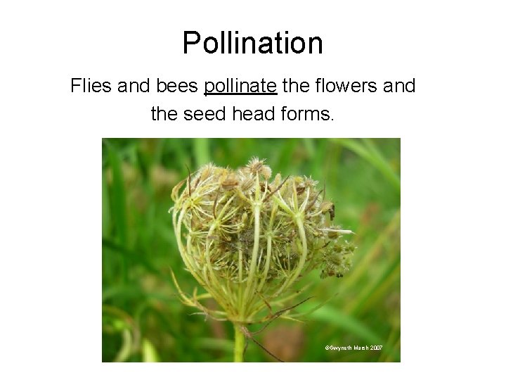 Pollination Flies and bees pollinate the flowers and the seed head forms. ©Gwyneth Marsh