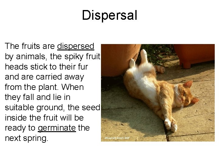 Dispersal The fruits are dispersed by animals, the spiky fruit heads stick to their