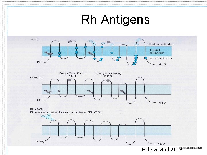 Rh Antigens Hillyer et al 2009 