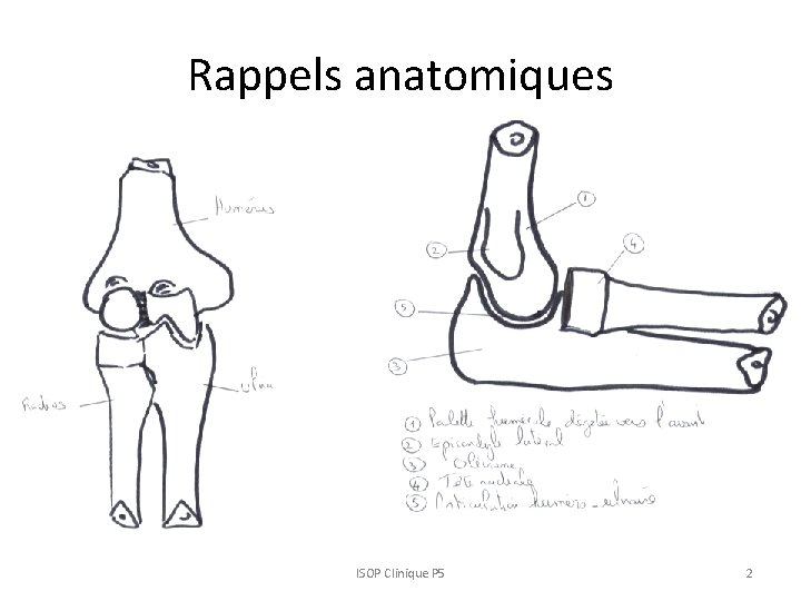 Rappels anatomiques ISOP Clinique P 5 2 