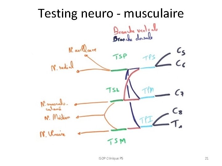 Testing neuro - musculaire ISOP Clinique P 5 21 
