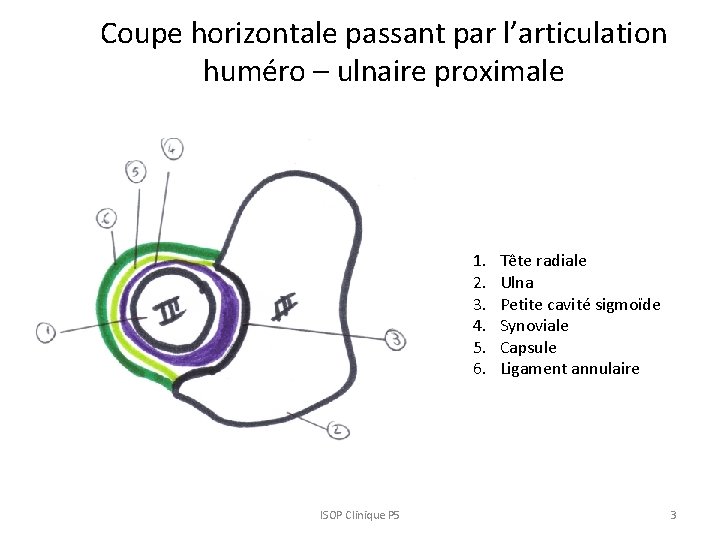 Coupe horizontale passant par l’articulation huméro – ulnaire proximale 1. 2. 3. 4. 5.