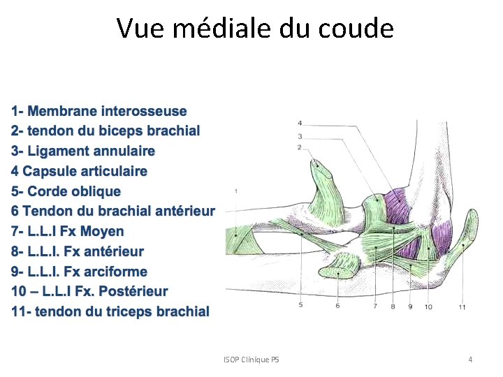 Vue médiale du coude ISOP Clinique P 5 4 