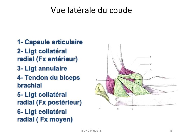 Vue latérale du coude ISOP Clinique P 5 5 