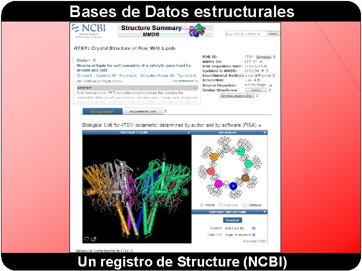 Bases de Datos estructurales Un registro de Structure (NCBI) 