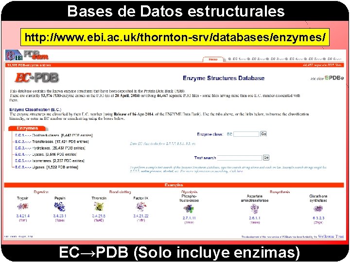 Bases de Datos estructurales http: //www. ebi. ac. uk/thornton-srv/databases/enzymes/ EC→PDB (Solo incluye enzimas) 