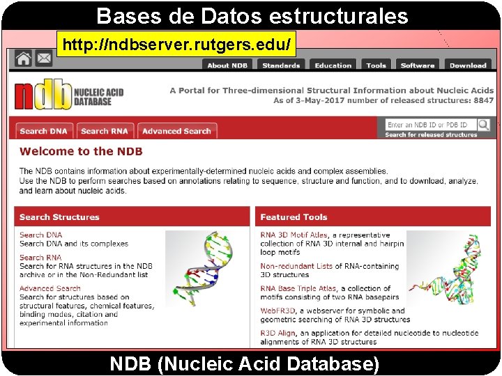 Bases de Datos estructurales http: //ndbserver. rutgers. edu/ NDB (Nucleic Acid Database) 