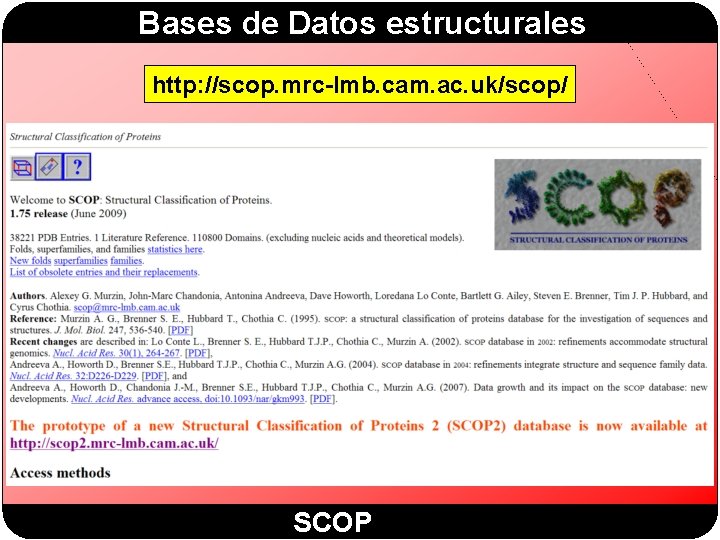 Bases de Datos estructurales http: //scop. mrc-lmb. cam. ac. uk/scop/ SCOP Bases de Datos estructurales http: //scop. mrc-lmb. cam. ac. uk/scop/ SCOP