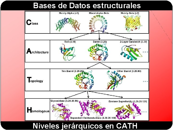 Bases de Datos estructurales Niveles jerárquicos en CATH 