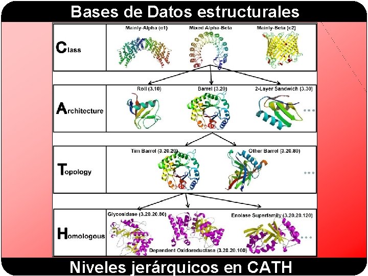 Bases de Datos estructurales Niveles jerárquicos en CATH Bases de Datos estructurales Niveles jerárquicos en CATH