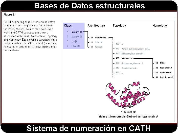 Bases de Datos estructurales Sistema de numeración en CATH Bases de Datos estructurales Sistema de numeración en CATH