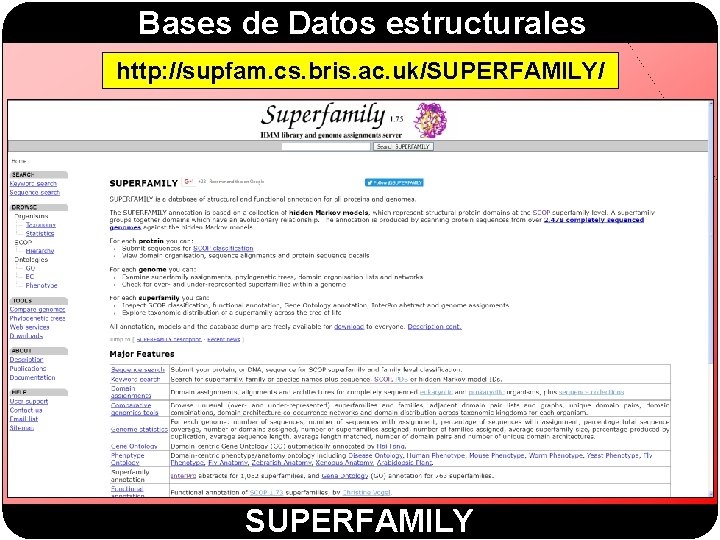 Bases de Datos estructurales http: //supfam. cs. bris. ac. uk/SUPERFAMILY/ SUPERFAMILY Bases de Datos estructurales http: //supfam. cs. bris. ac. uk/SUPERFAMILY/ SUPERFAMILY