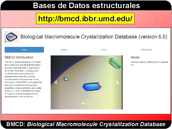 Bases de Datos estructurales http: //bmcd. ibbr. umd. edu/ BMCD: Biological Macromolecule Crystallization Database